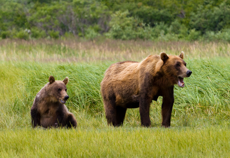 Grizzly Bear Sow And Cub